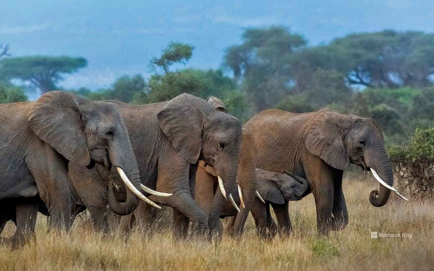 African elephants, Amboseli National Park, Kenya