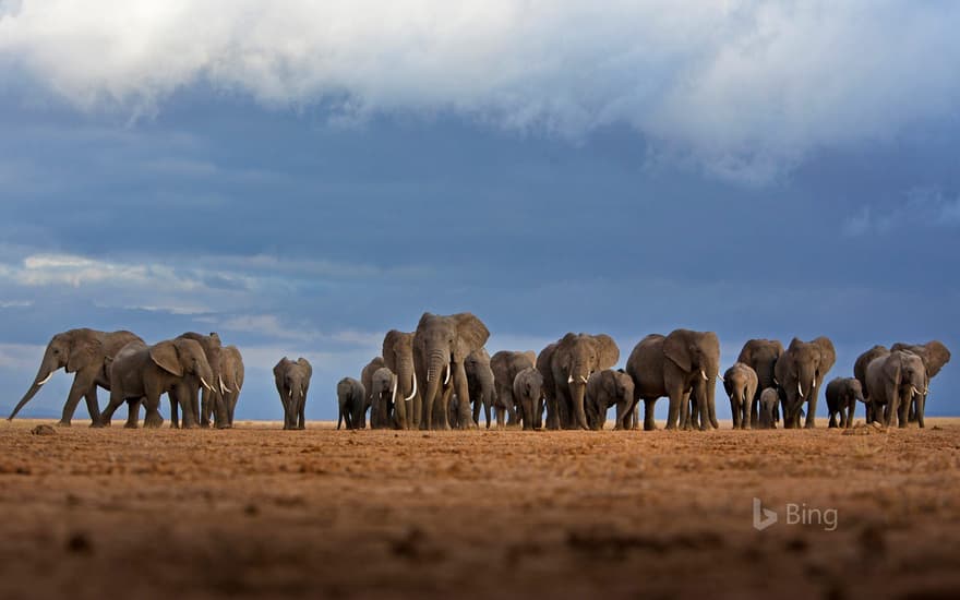 Elephants in Amboseli National Park, Kenya