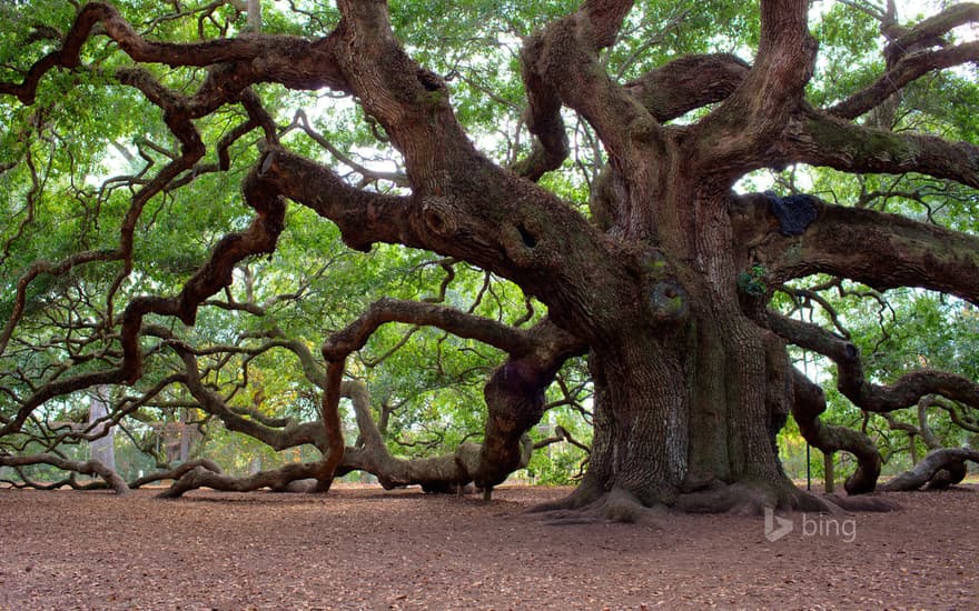 Angel Oak Tree, Johns Island, South Carolina