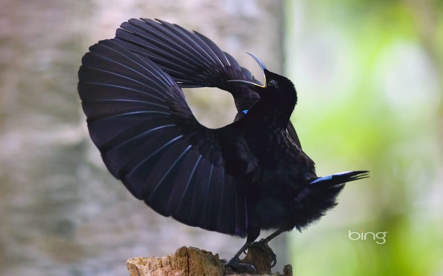 Victoria's riflebird in Wooroonooran National Park, Wet Tropics World Heritage Area, Queensland, Australia