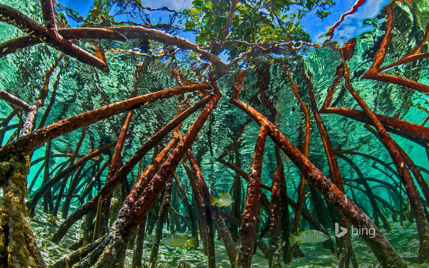 Mangroves in Staniel Cay, Exumas, Bahamas