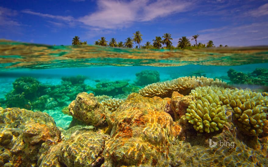 Reef near Baulhagallaa Island, Gaafu Dhaalu Atoll, Maldives