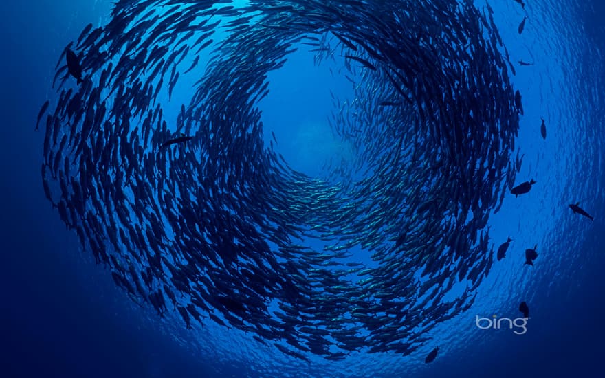 Schooling bigeye trevallies off the coast of Bali, Indonesia