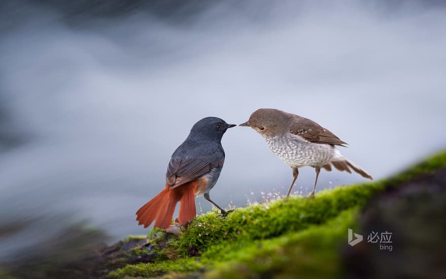 China, Guilin, birds nestling together