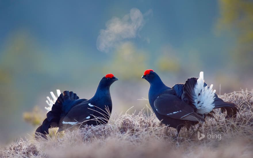 Black grouse males, Bergslagen, Sweden