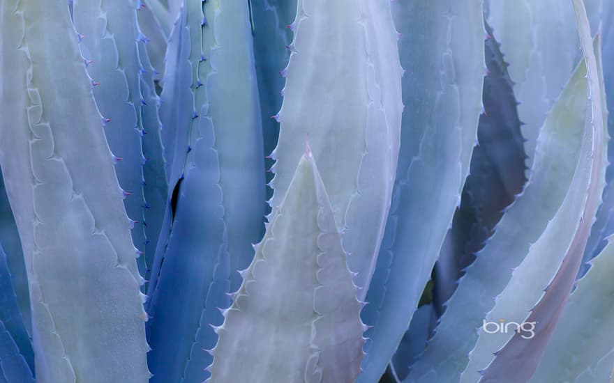 Close-up of a blue agave plant