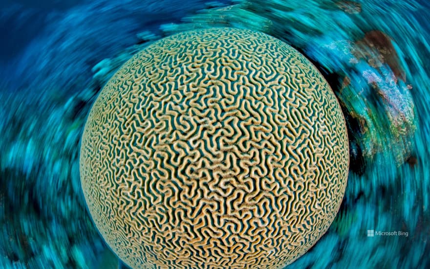 Brain coral, Caribbean Sea near Grand Cayman, Cayman Islands