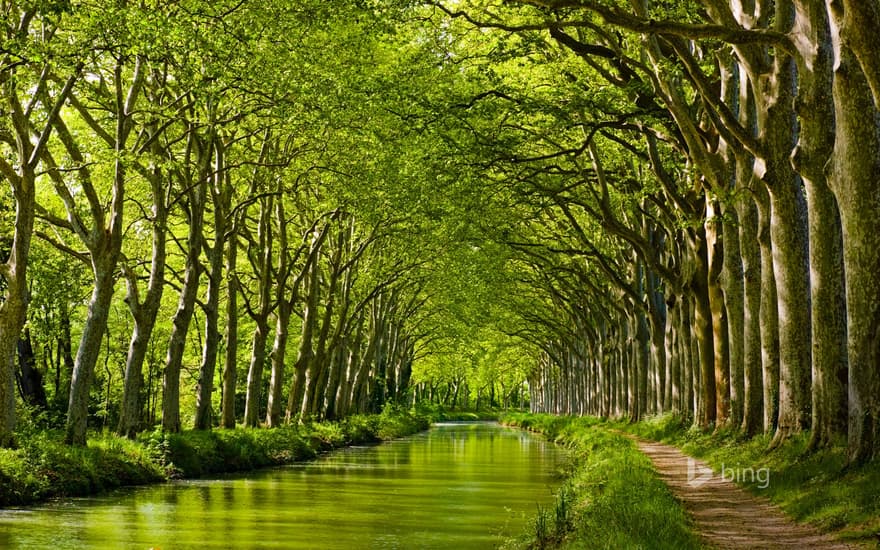 Late spring on the Canal du Midi in Toulouse, Haute-Garonne, Midi-Pyrénées, France