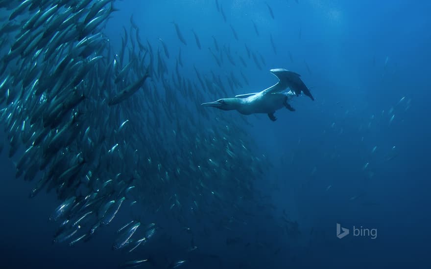 Cape gannet diving for fish off Port St. Johns, Wild Coast, Eastern Cape, South Africa