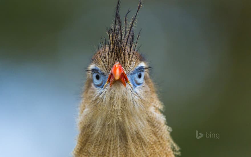 Red-legged seriema at the Apenheul Primate Park in Apeldoorn, Netherlands