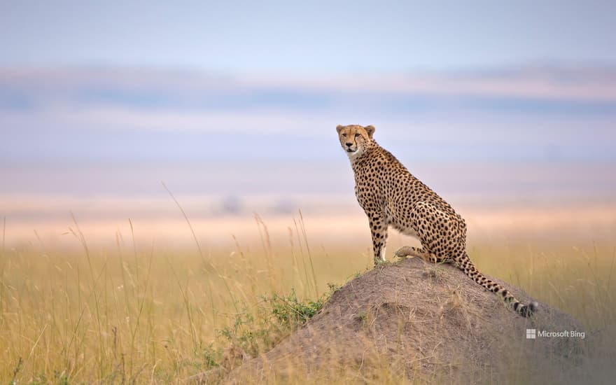 Cheetah in Maasai Mara National Reserve, Narok, Kenya