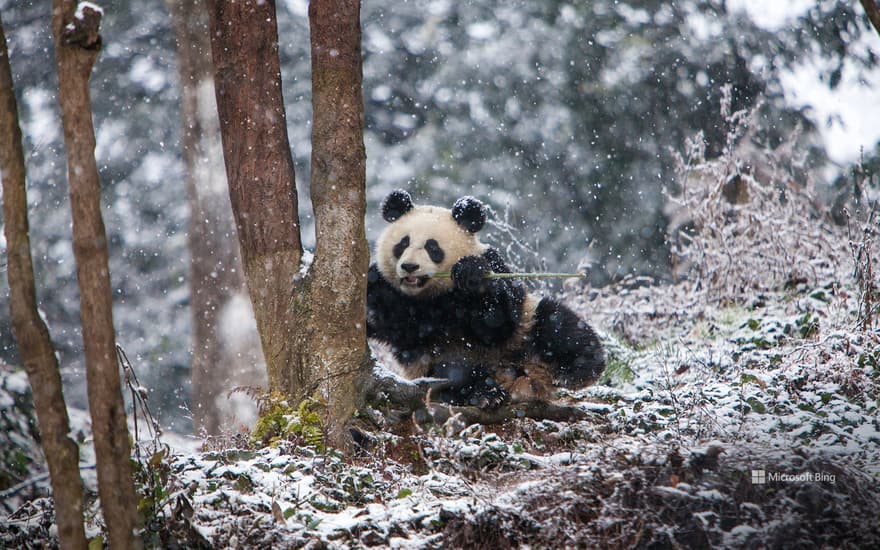 Giant panda at Chengdu Panda Base, China