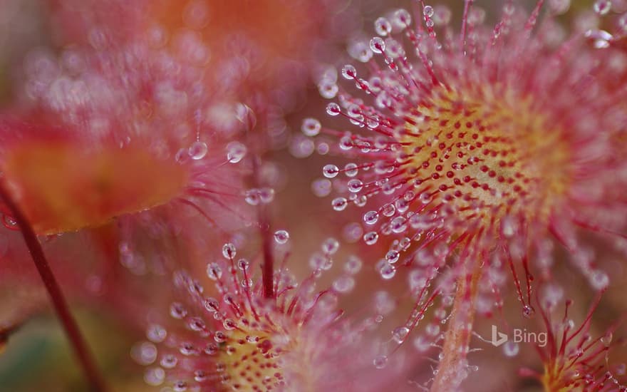 Common sundew (Drosera rotundifolia)