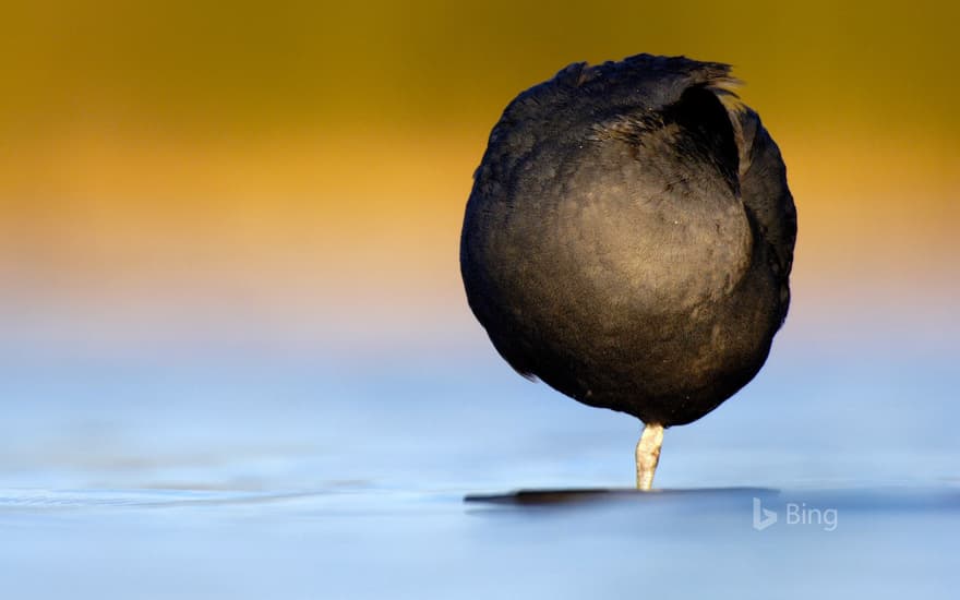 A Eurasian coot resting on one leg in Derbyshire