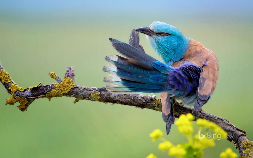 A European roller preening in Bulgaria