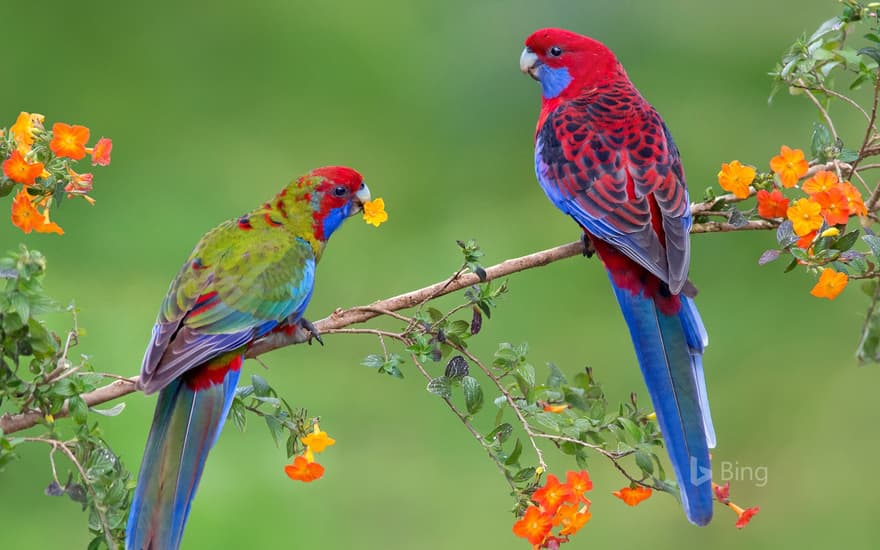 Crimson rosella with juvenile, Victoria, Australia