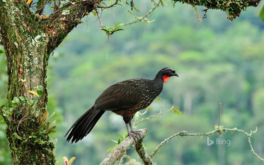 Dusky-legged guan (Penelope obscura) in the Atlantic Forest, Itatiaia National Park, Rio de Janeiro State, Brazil