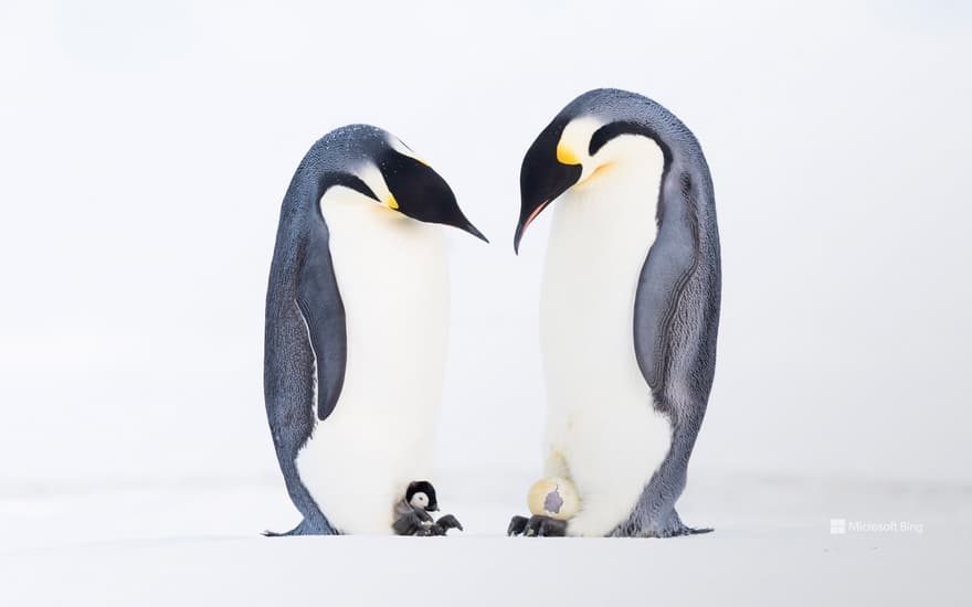 Emperor penguins, Atka Bay, Antarctica