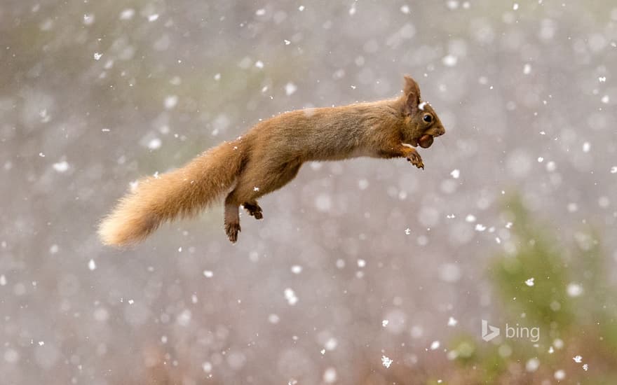 Eurasian red squirrel, Scotland