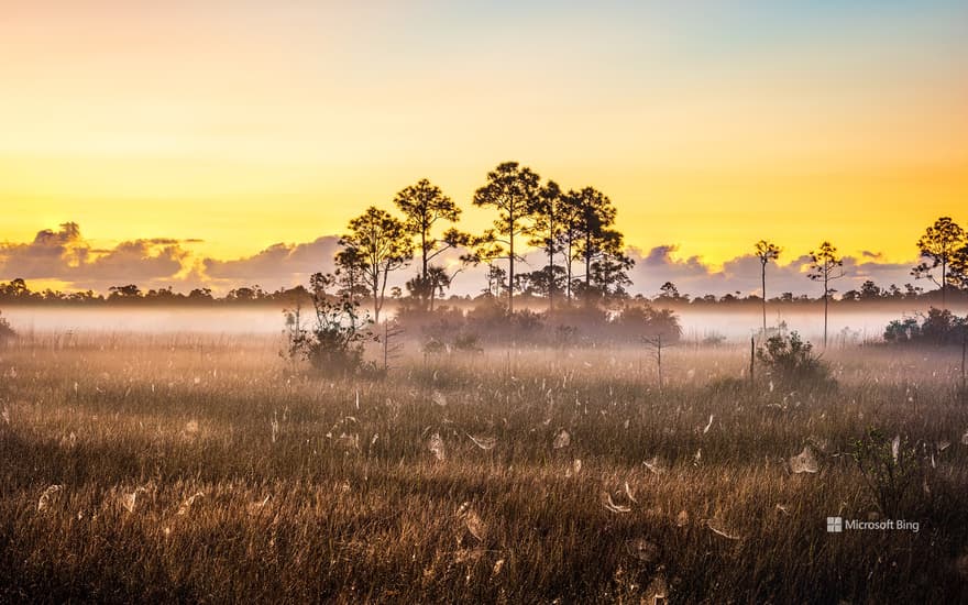 Spider webs in Everglades National Park, Florida, United States