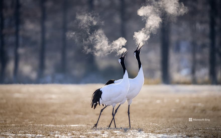 Two red-crowned cranes in Kushiro, Hokkaido, Japan