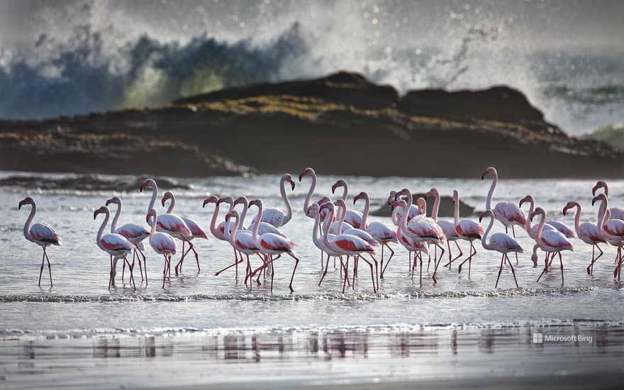 Greater flamingos, Lüderitz, Namibia