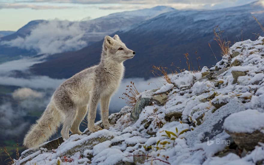 An arctic fox in Dovrefjell National Park, Norway