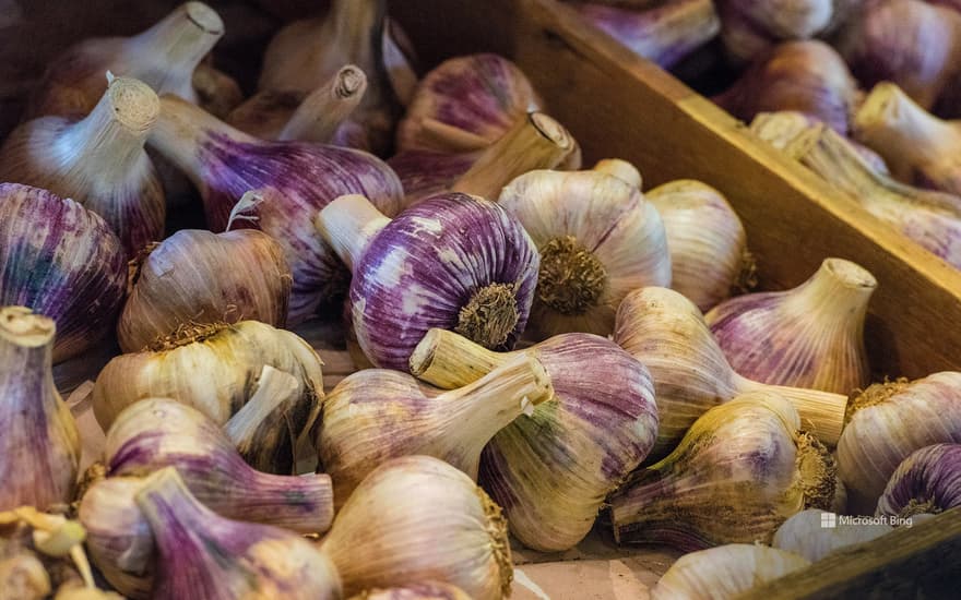 Fresh garlic bulbs for sale at the garlic farm on the Isle of Wight, England