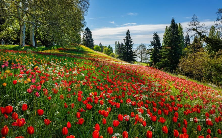 Tulip blossoms on the island of Mainau, Lake Constance