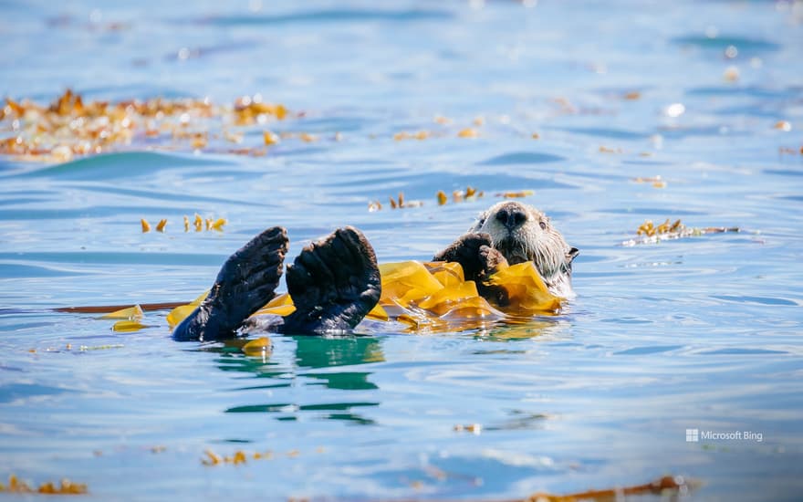 Sea otter in Bartlett Cove, Glacier Bay National Park and Preserve, Alaska