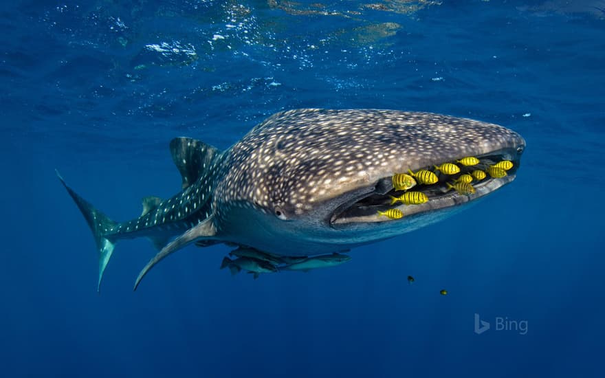 Golden trevally swim with a whale shark in Cenderawasih Bay, Indonesia