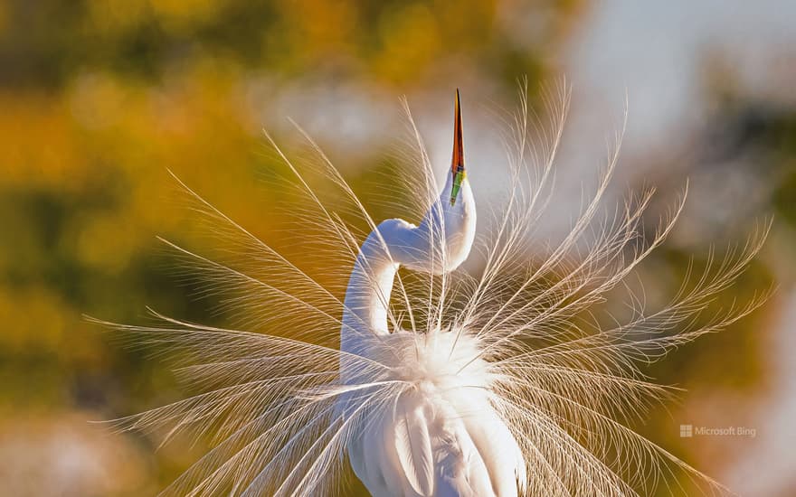 A great egret in Everglades National Park, Florida