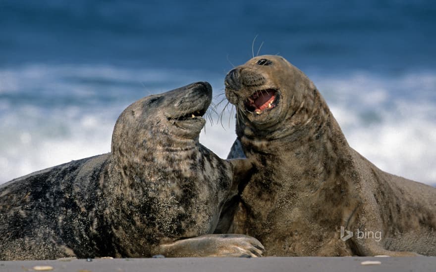 Grey seals at Heligoland, Germany