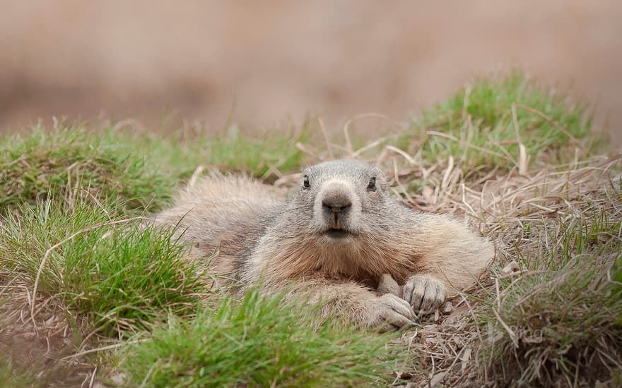 Alpine Marmot, Hautes-Alpes, France