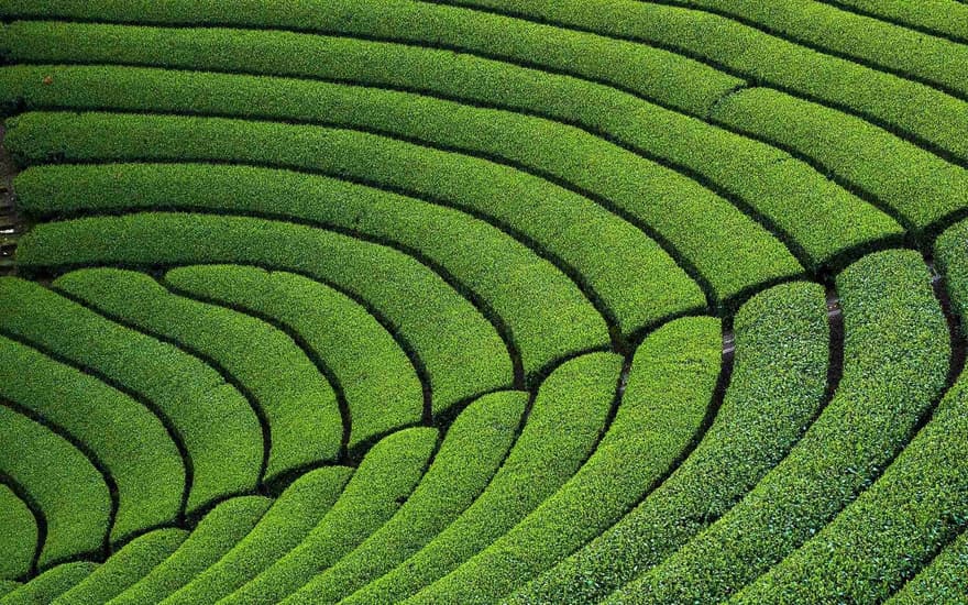 Circular Tea Plantation, Soraku-gun, Kyoto Prefecture