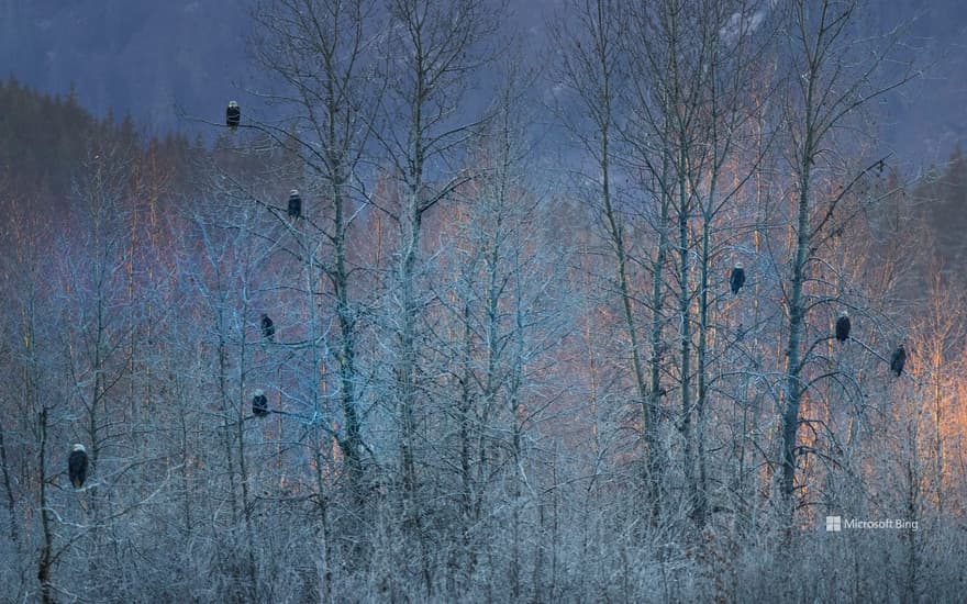 Group of bald eagles in Alaska, USA