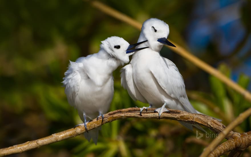 White terns on Sand Island, Midway Atoll, Papahānaumokuākea Marine National Monument