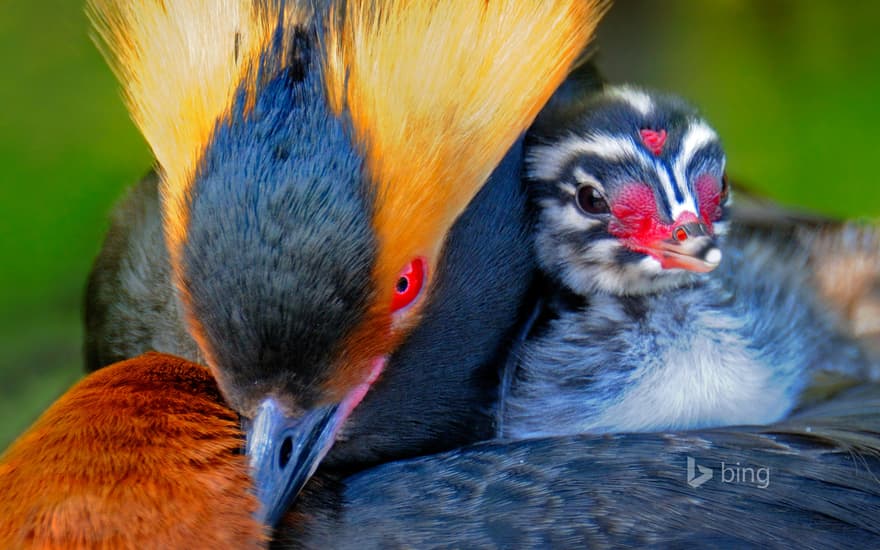 Horned grebe carrying its chick