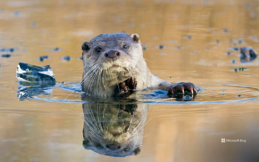 European river otter, Lelystad, Netherlands