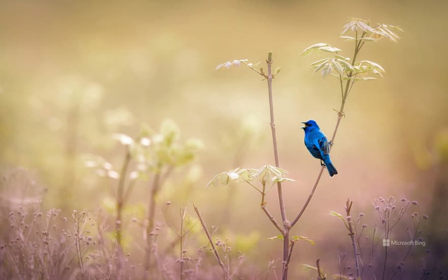 Indigo bunting, Pennsylvania, USA