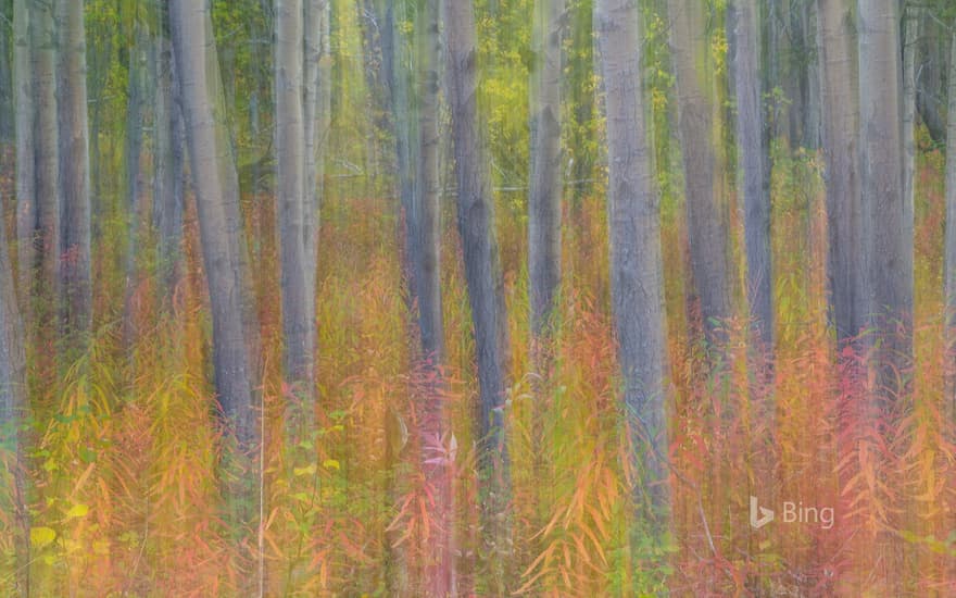 Aspen trees in Kluane National Park and Reserve, Yukon, Canada