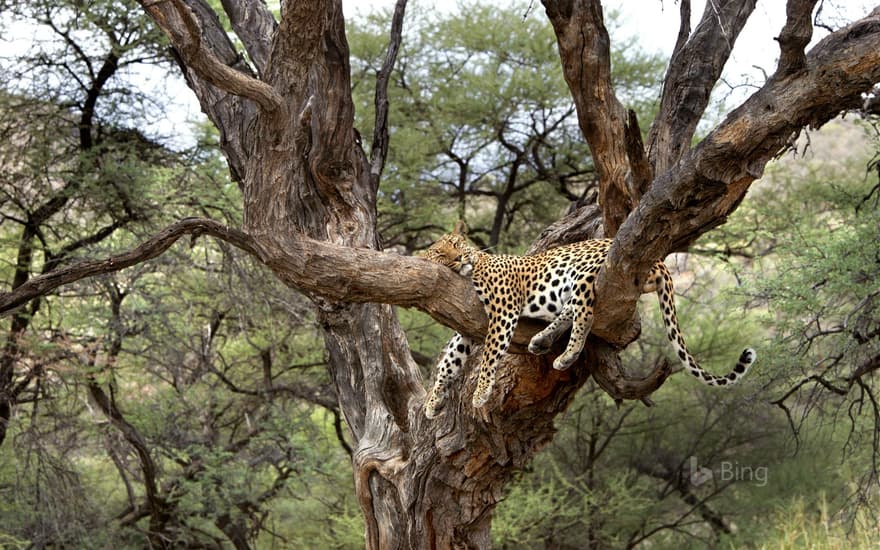 Leopard snoozing in a tree in Namibia