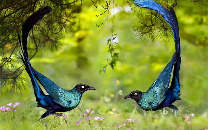 Long-tailed glossy starlings