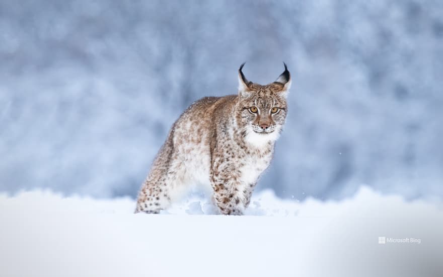 Eurasian lynx in the snow