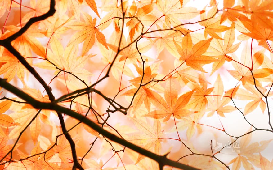 Beautiful red maple in autumn