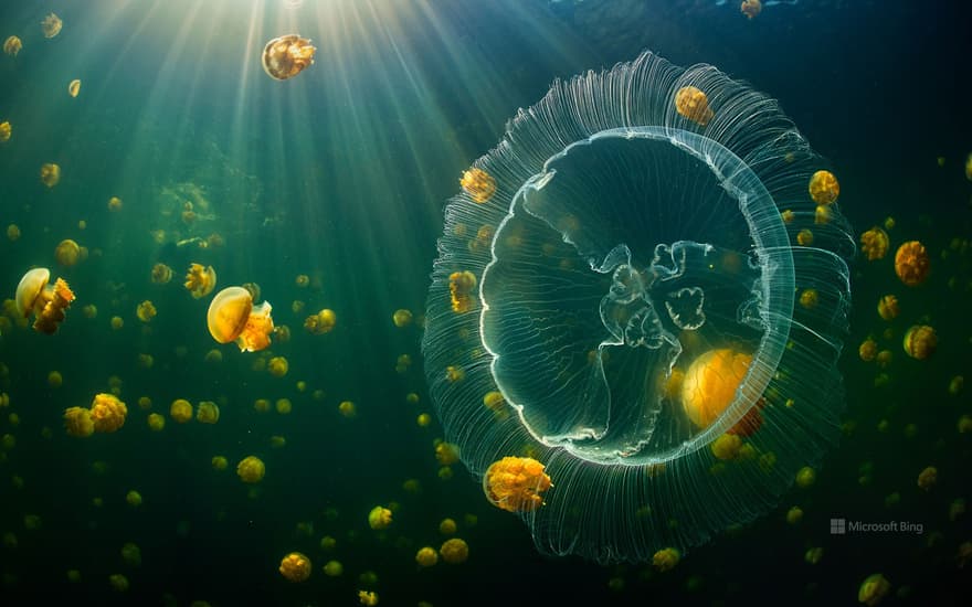 Moon jellyfish and golden jellyfish, Raja Ampat, West Papua, Indonesia