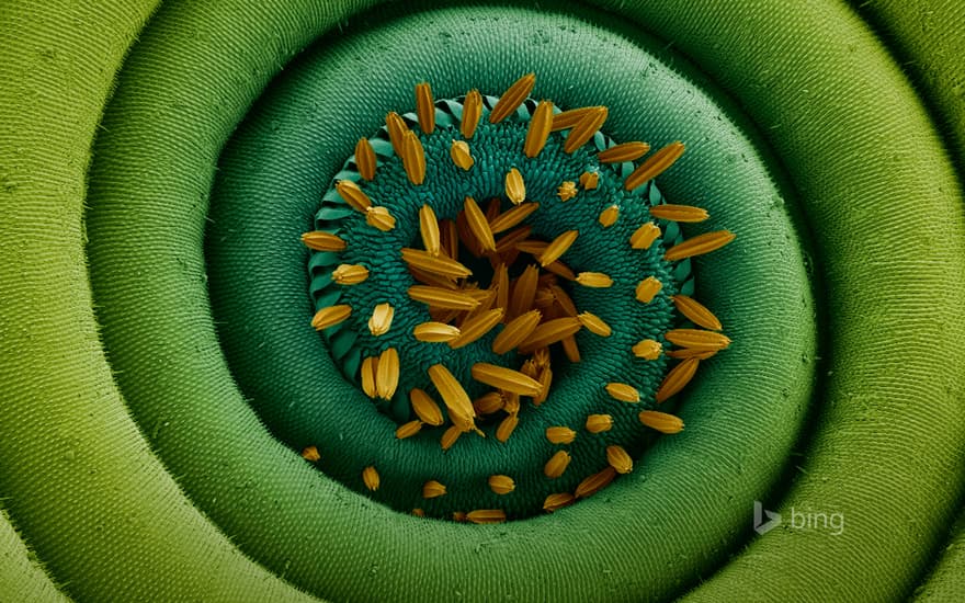 Magnification of a coiled proboscis of a moth