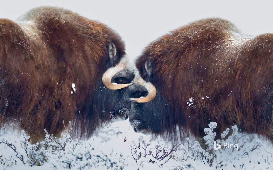 Male muskoxen near Prudhoe Bay in Alaska, USA