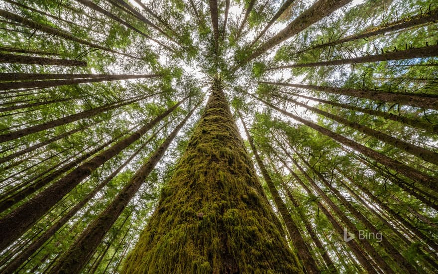 Moss-covered trees and ferns in a rainforest along Nile Creek, near Campbell River, B.C.