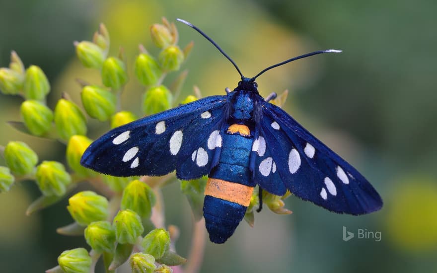 Nine-spotted moth in Switzerland